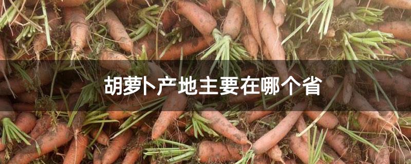 胡萝卜产地主要在哪个省
