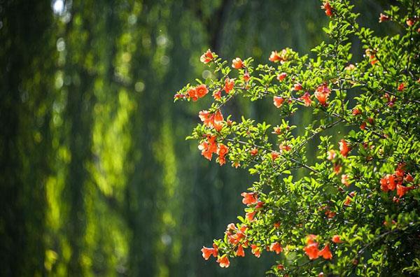 石榴花的花语是什么