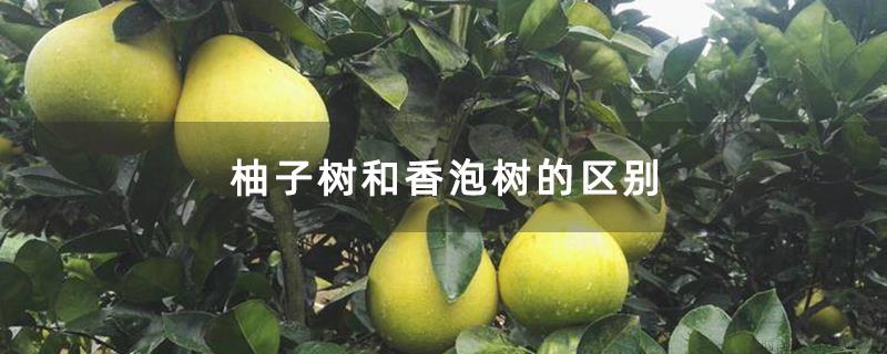 柚子树和香泡树的区别