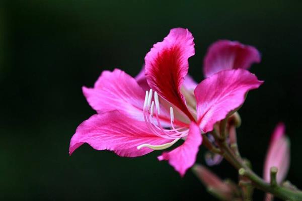 紫荆花的花语是什么