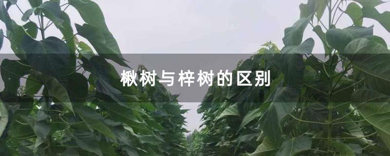 楸树与梓树的区别