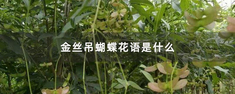 金丝吊蝴蝶花语是什么