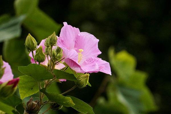 芙蓉的花语是什么