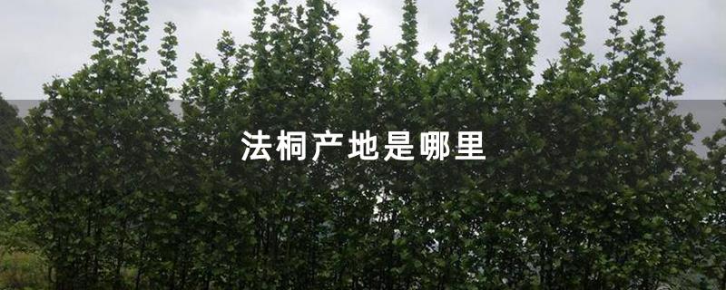 法桐产地是哪里