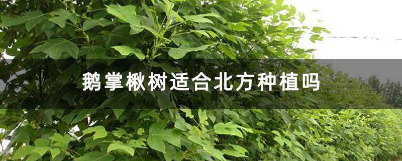 鹅掌楸树适合北方种植吗