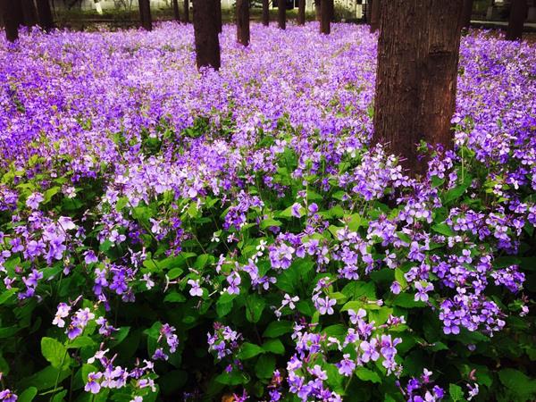 二月兰的花语是什么