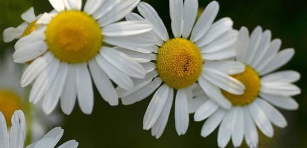 雏菊花语