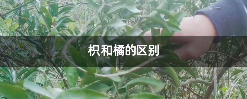 枳和橘的区别