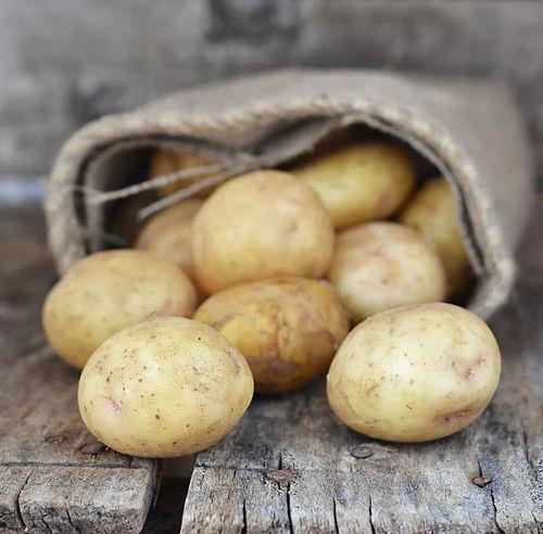 马铃薯是不是土豆