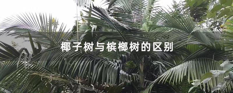 椰子树与槟榔树的区别