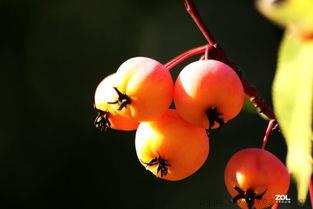 秋果是什么水果