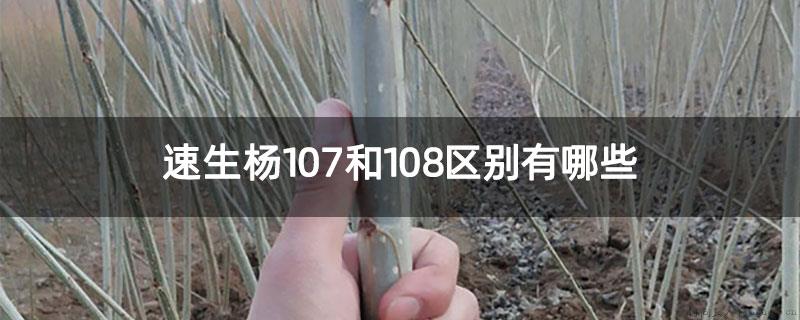 速生杨107和108区别有哪些