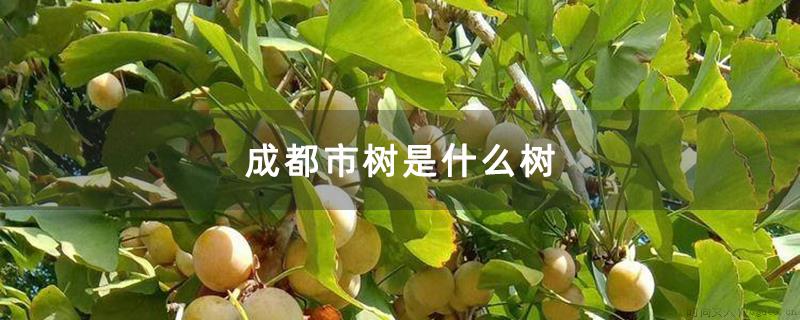 成都市树是什么树