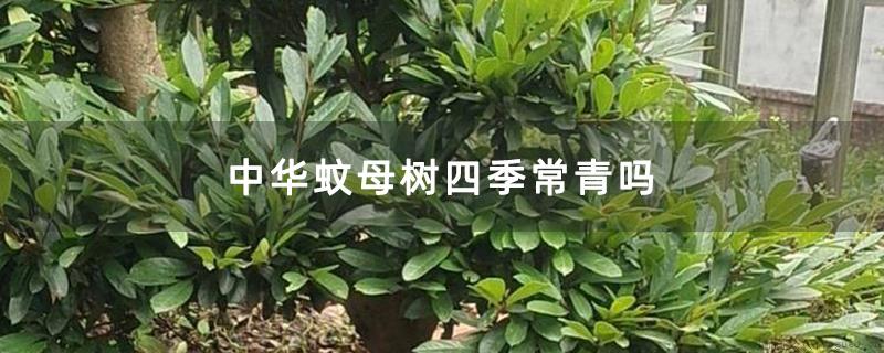 中华蚊母树四季常青吗