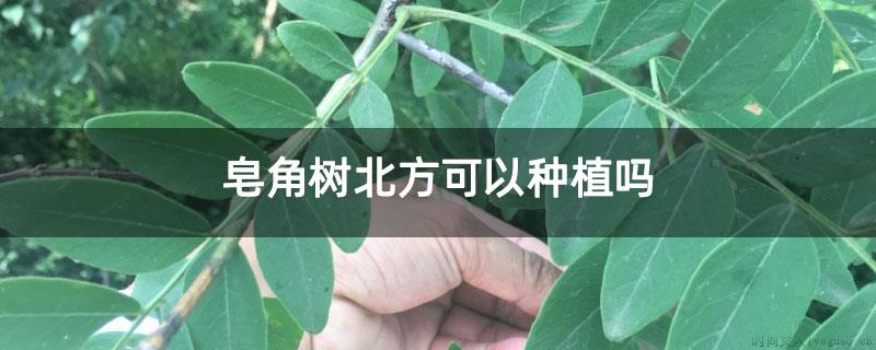 皂角树北方可以种植吗