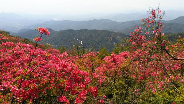 杜鹃花的花语是什么