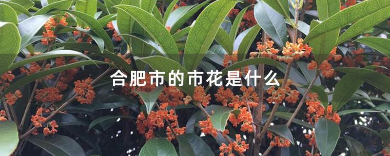 合肥市的市花是什么