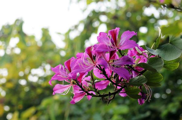 紫荆花的花语是什么