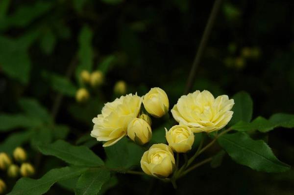 木香花的花语是什么