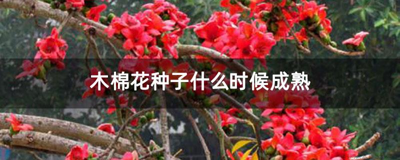 木棉花种子什么时候成熟