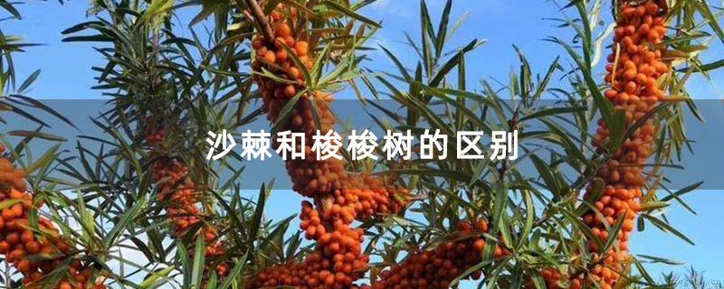 沙棘和梭梭树的区别