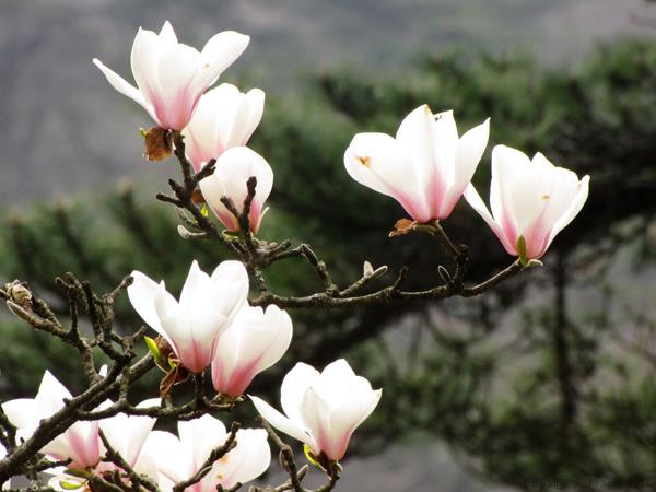 木兰花的花语是什么