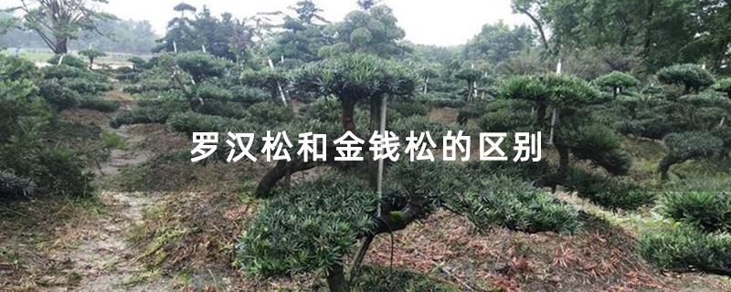 罗汉松和金钱松的区别