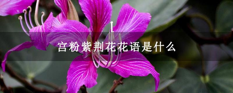 宫粉紫荆花花语是什么