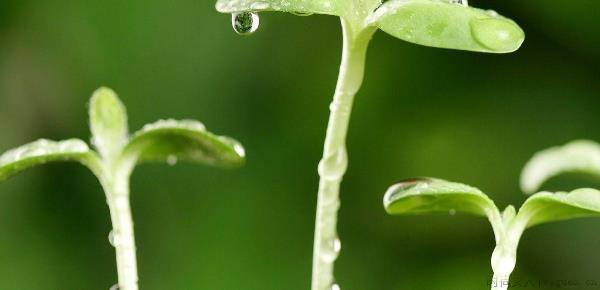 花盆里有潮虫怎么去除