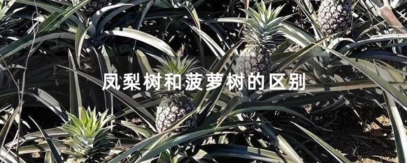 凤梨树和菠萝树的区别