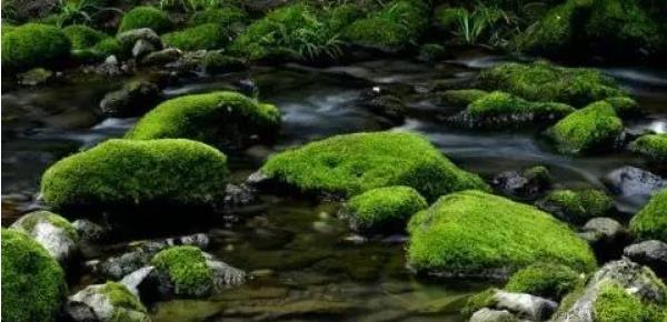 苔藓植物和蕨类植物的相同点和不同点