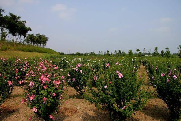 木槿的花语是什么