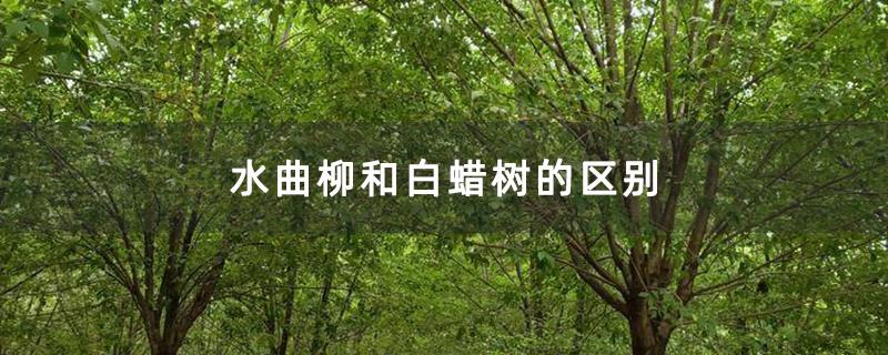 水曲柳和白蜡树的区别