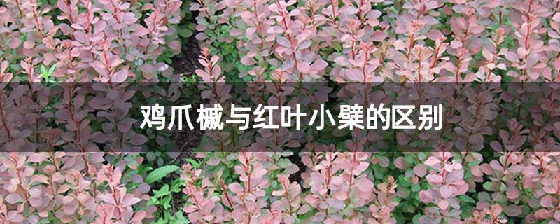 鸡爪槭与红叶小檗的区别
