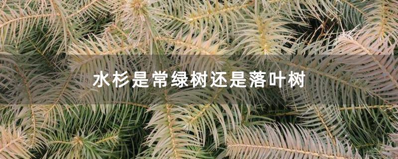 水杉是常绿树还是落叶树