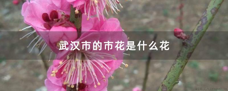 武汉市的市花是什么花