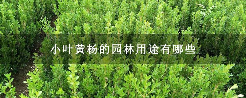 小叶黄杨的园林用途有哪些