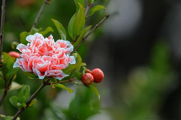 石榴花的花语是什么