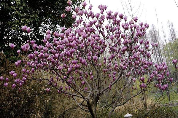 紫玉兰的花语是什么