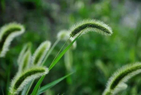 狗尾巴草的花语是什么