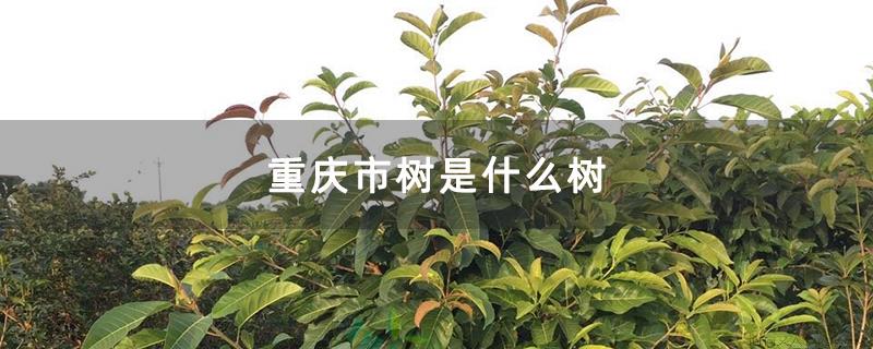 重庆市树是什么树