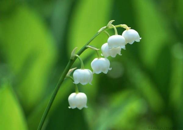 铃兰花的花语是什么