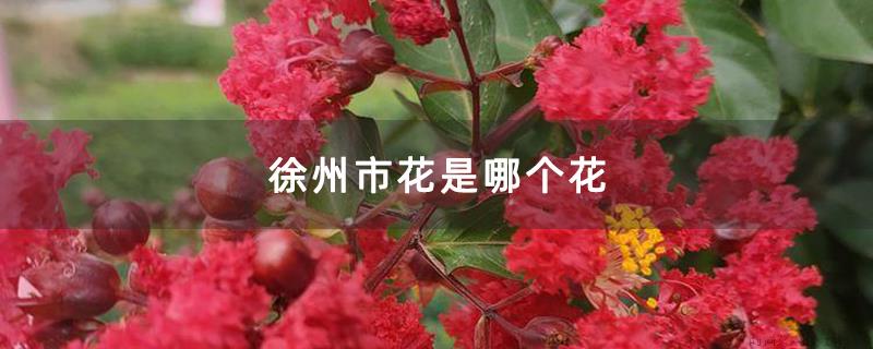 徐州市花是哪个花