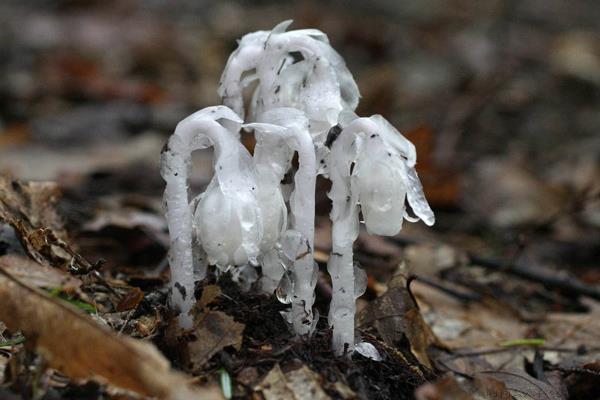 水晶兰的花语是什么