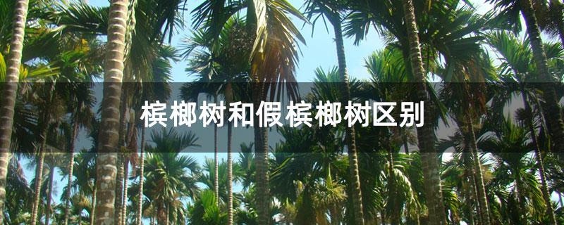 槟榔树和假槟榔树区别