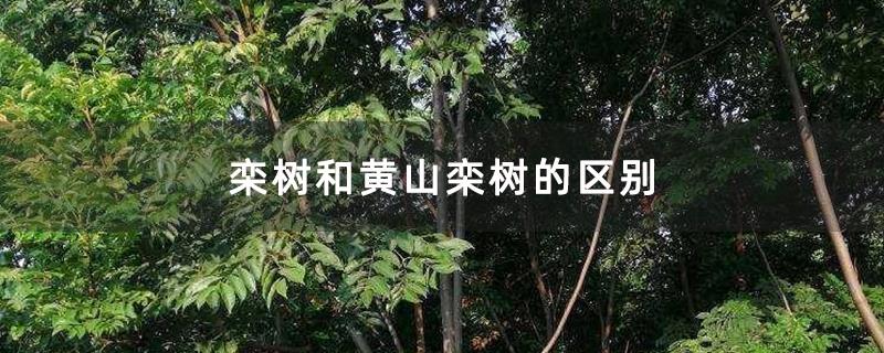 栾树和黄山栾树的区别