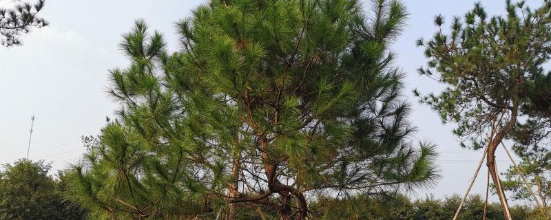 马尾松开花结果吗