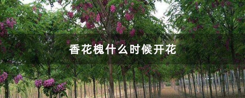 香花槐什么时候开花