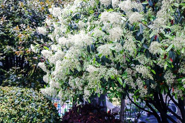 石楠的花语是什么