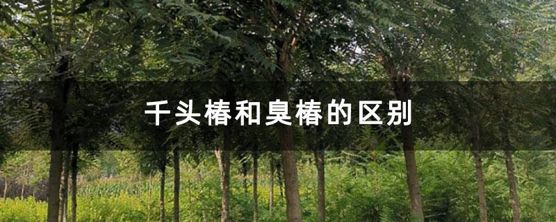 千头椿和臭椿的区别